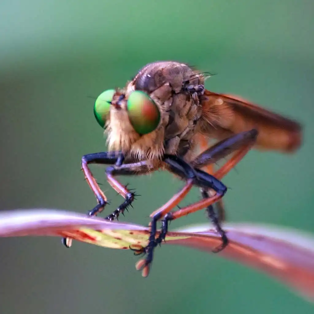 Mosca Ladrona Asilidae