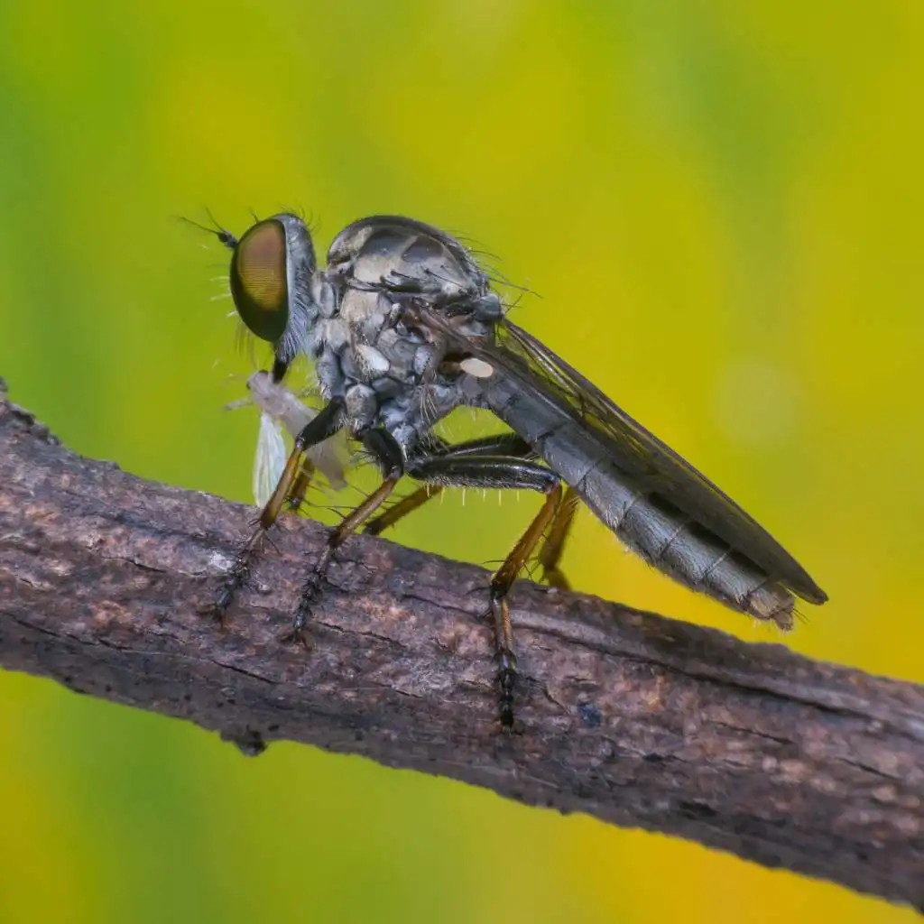 Mosca Ladrona