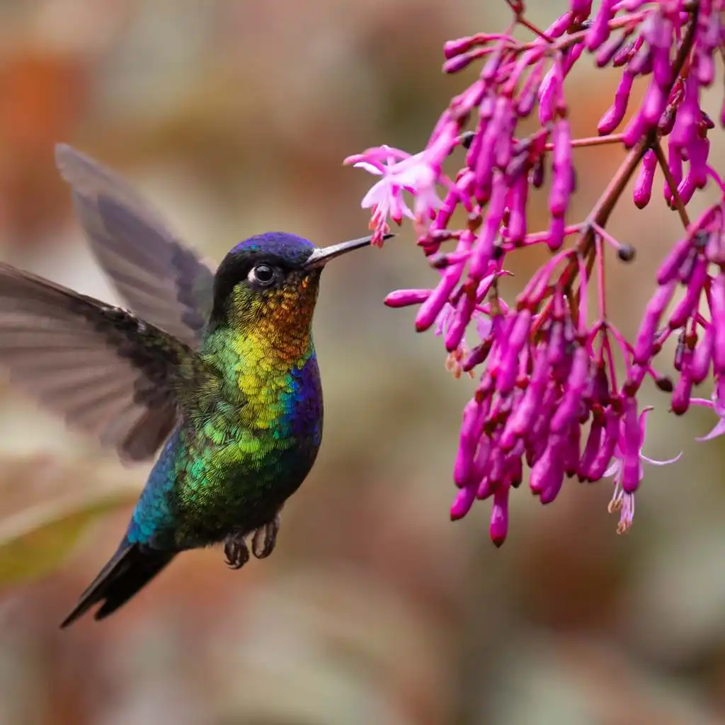 Colibri