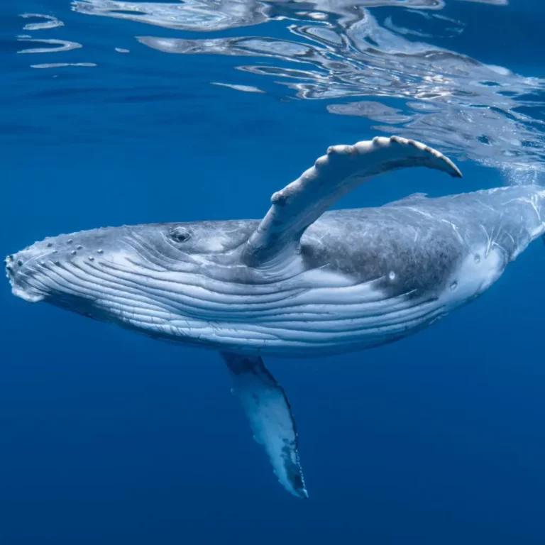 La Ballena Azul