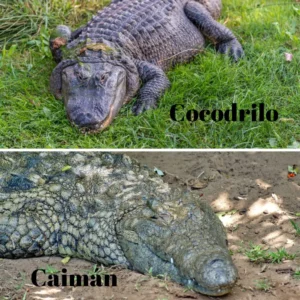 Caimán y Cocodrilo