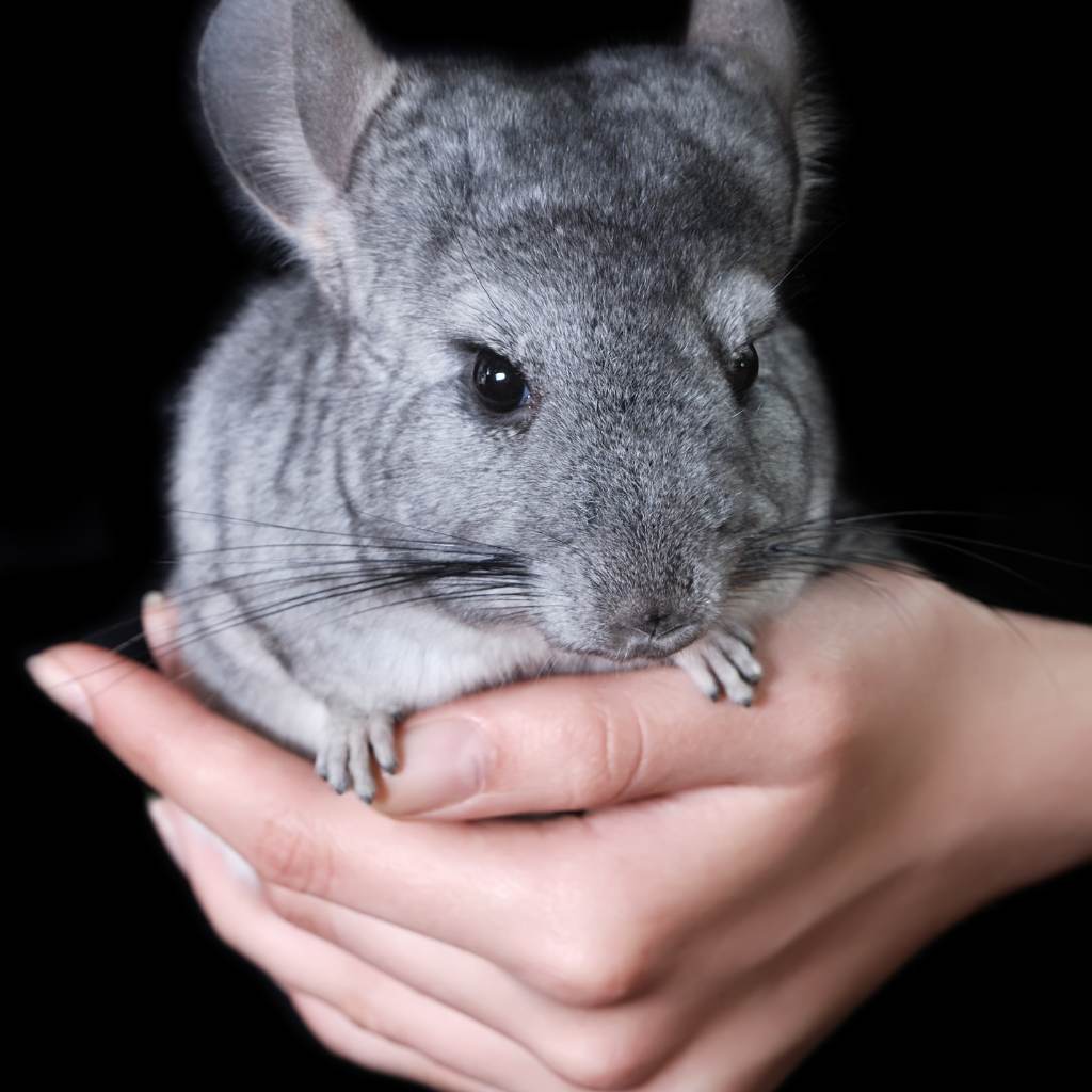 Chinchilla