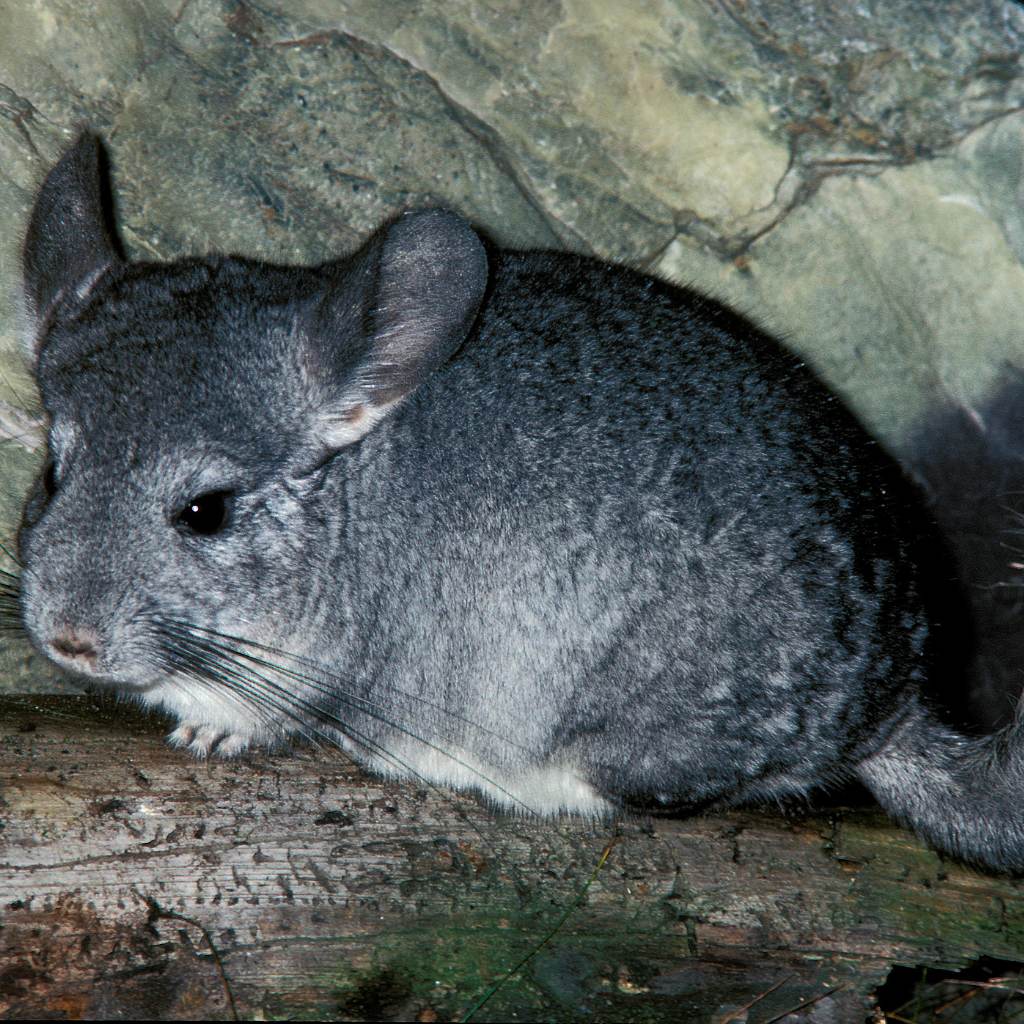 La chinchilla