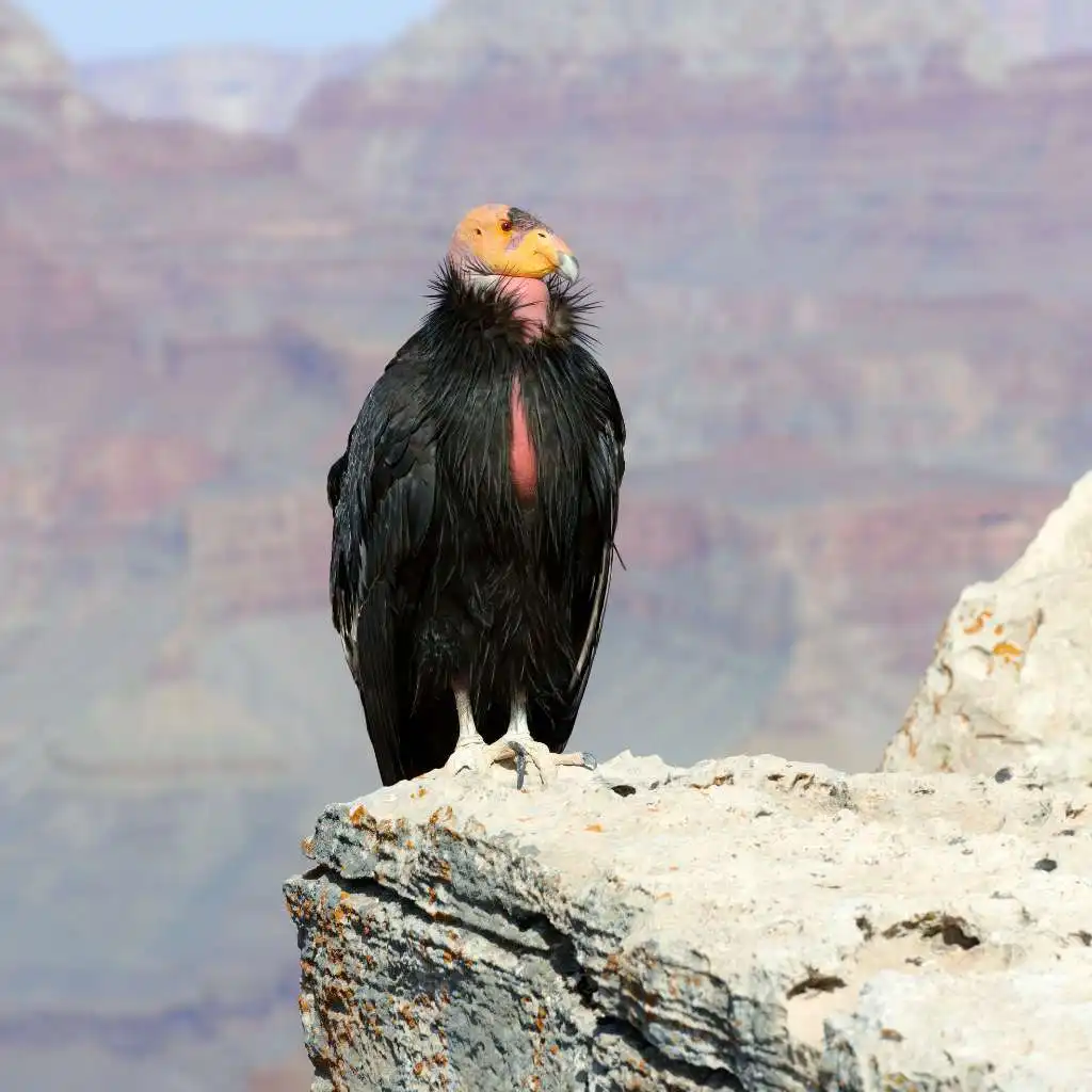 condor de california