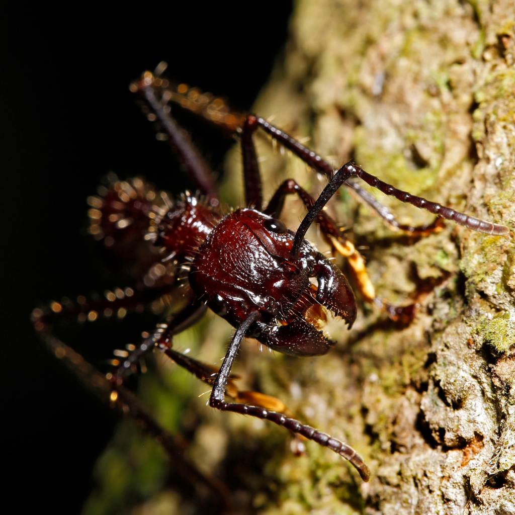 La hormiga Bala