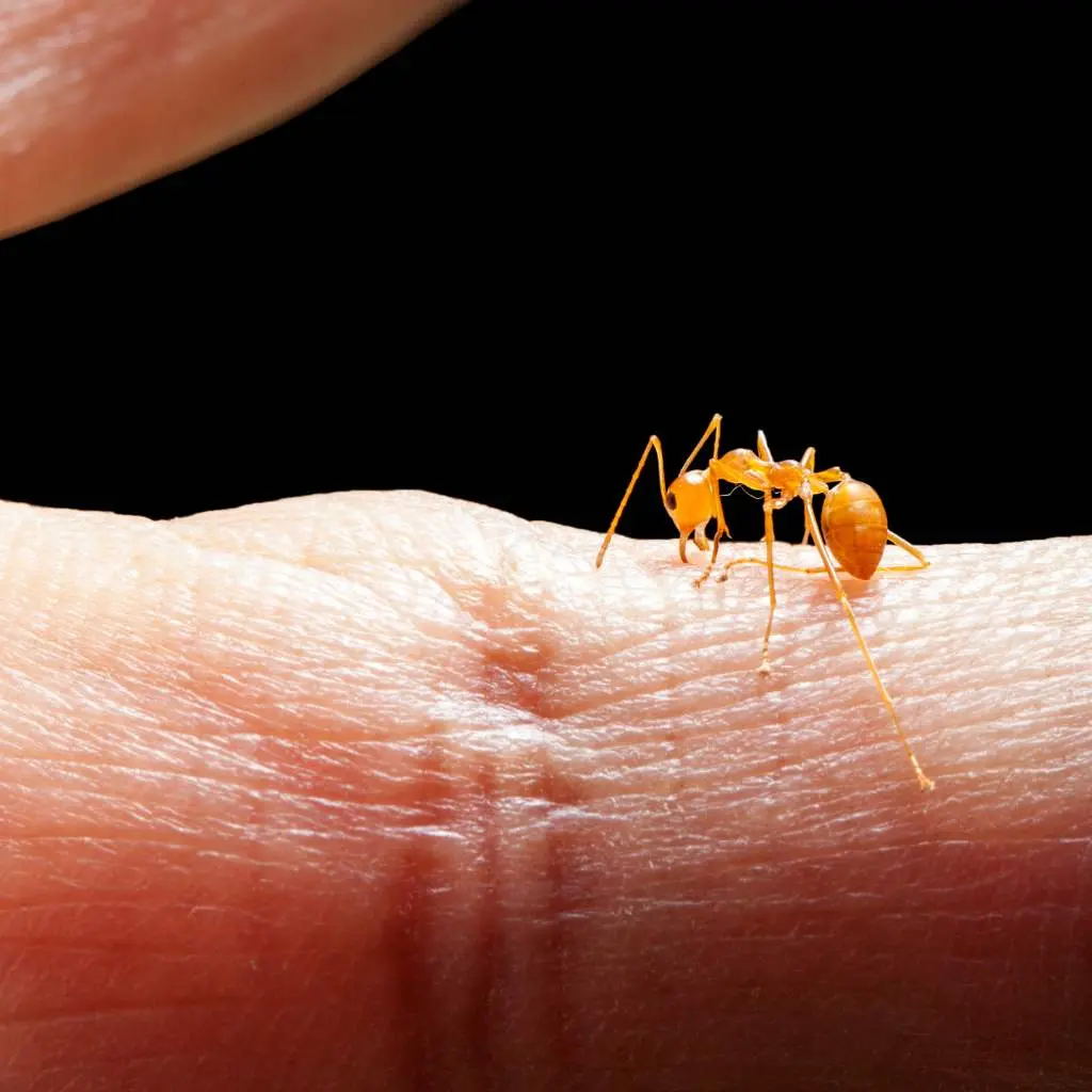 hormiga muerde o pica