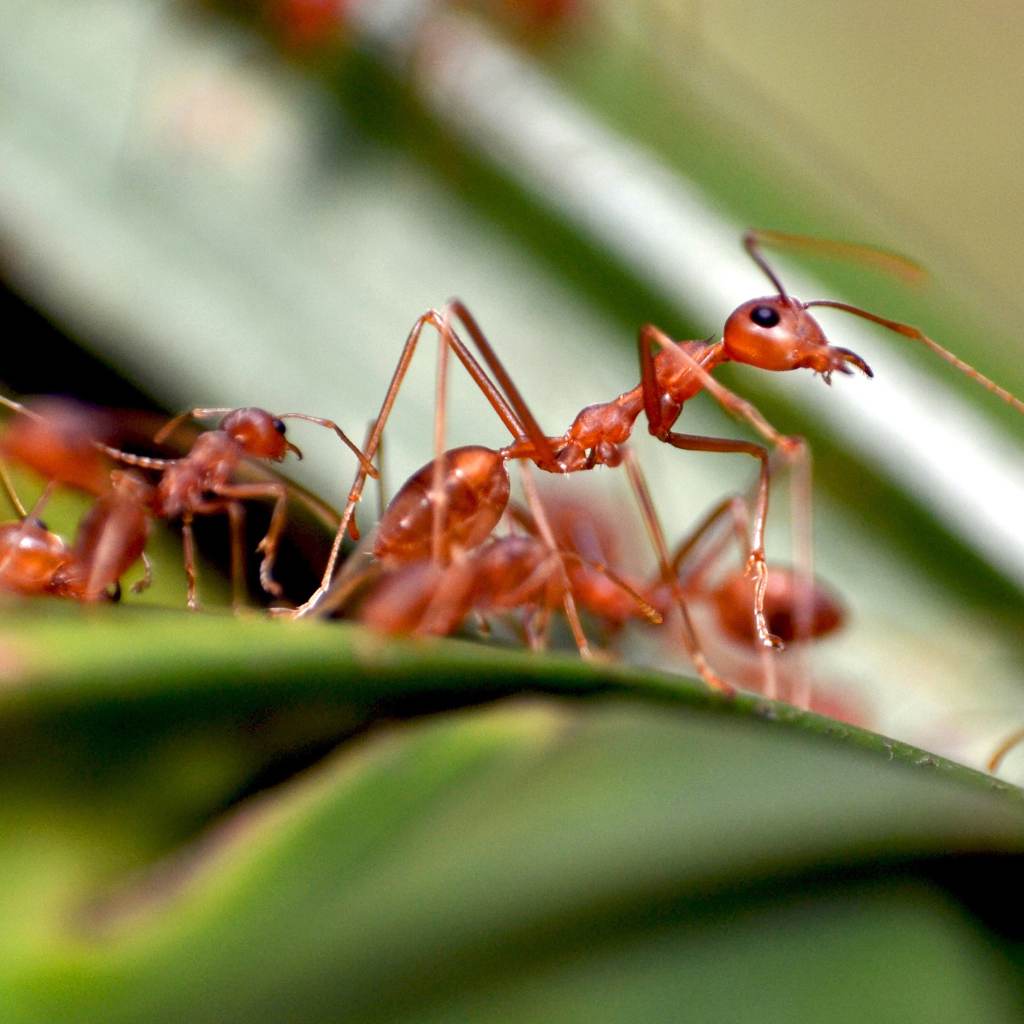 Hormiga Roja de Fuego