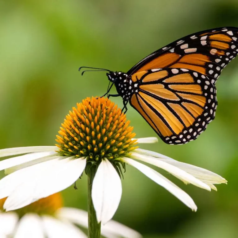 mariposa monarca