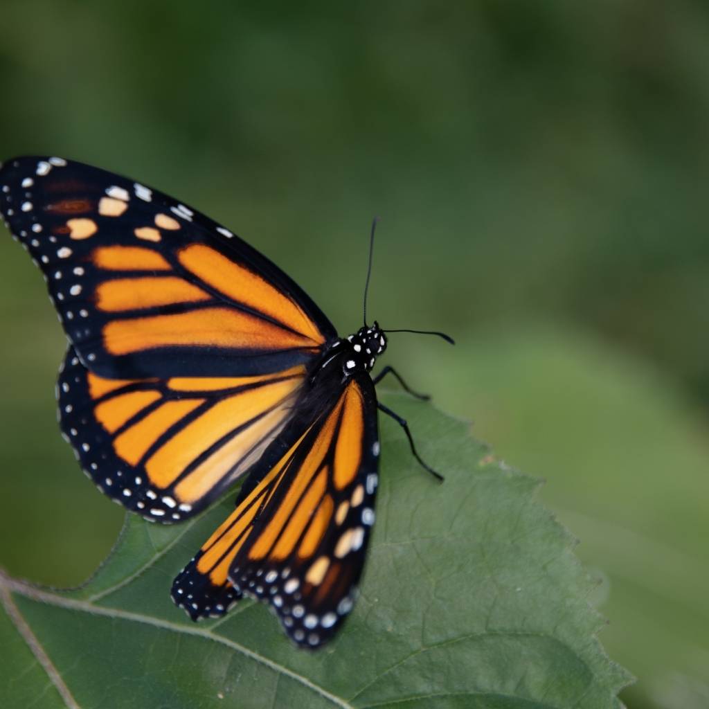 mariposa monarca Adulta