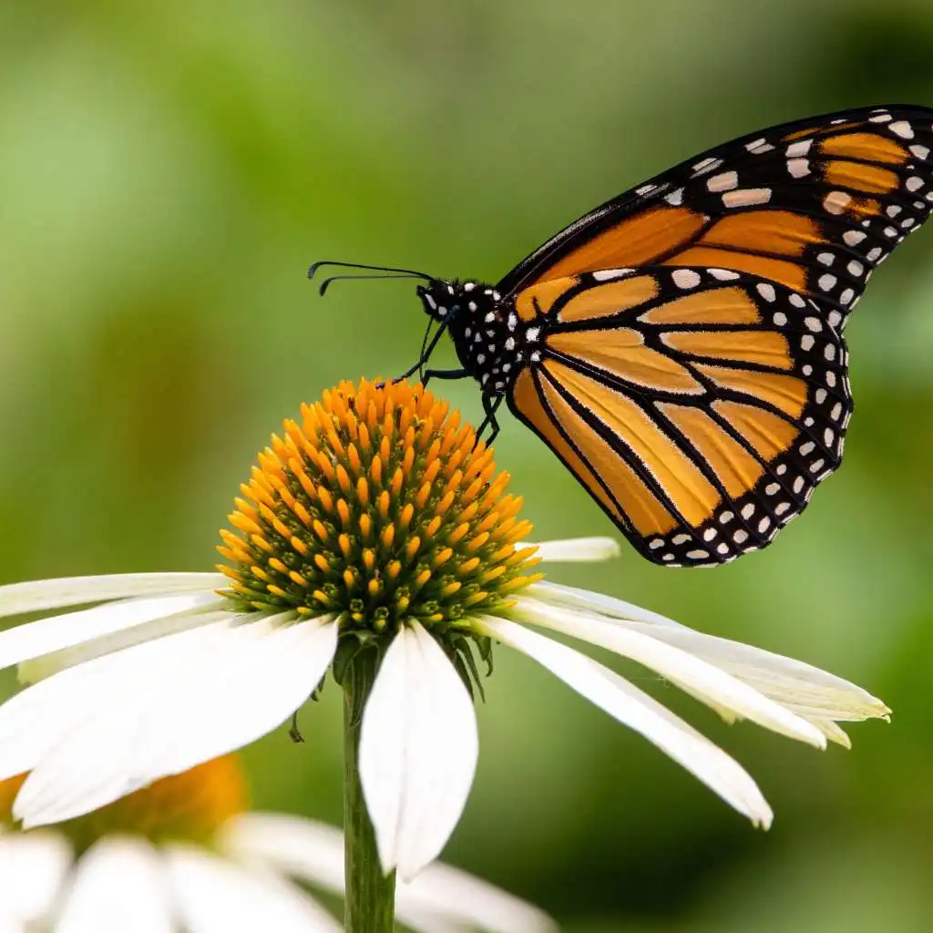 mariposa monarca