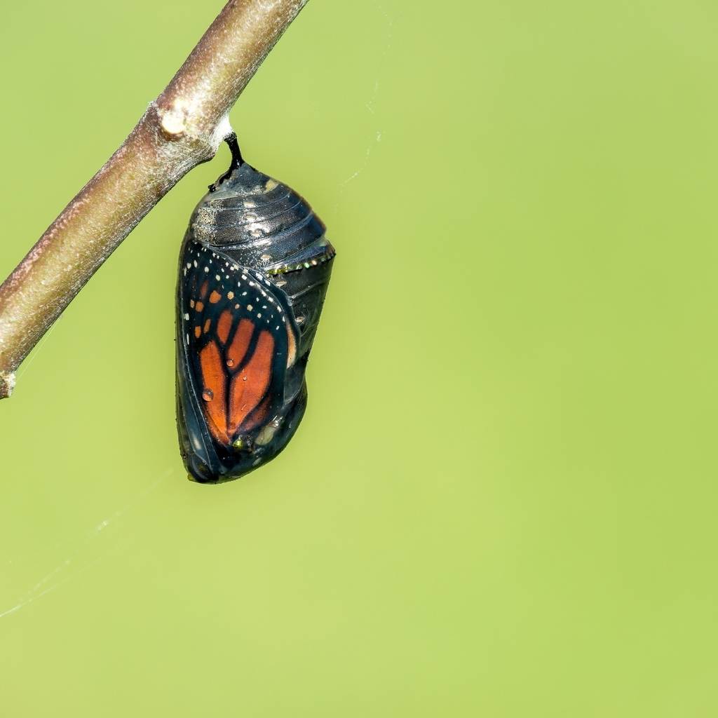 mariposa monarca pupa