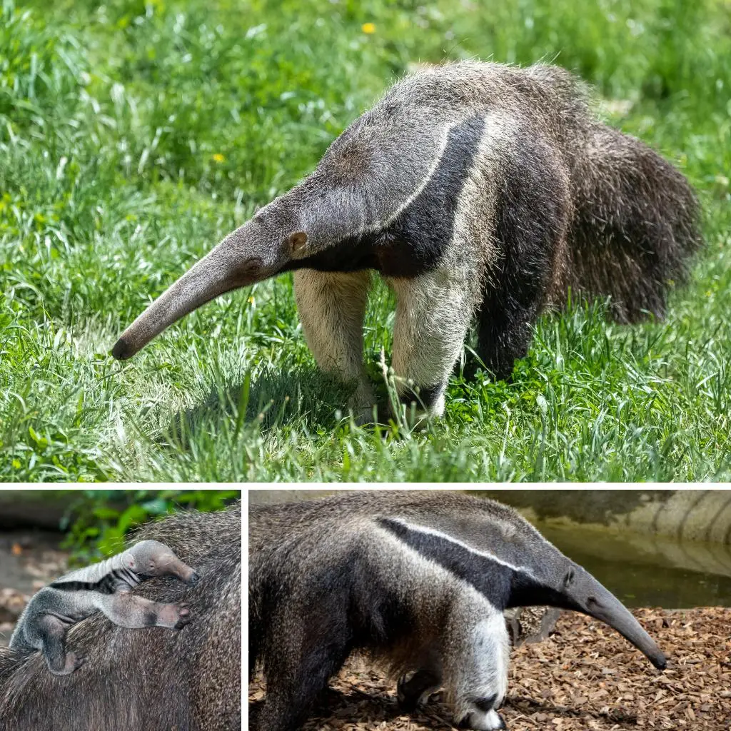 Oso Hormiguero Gigante