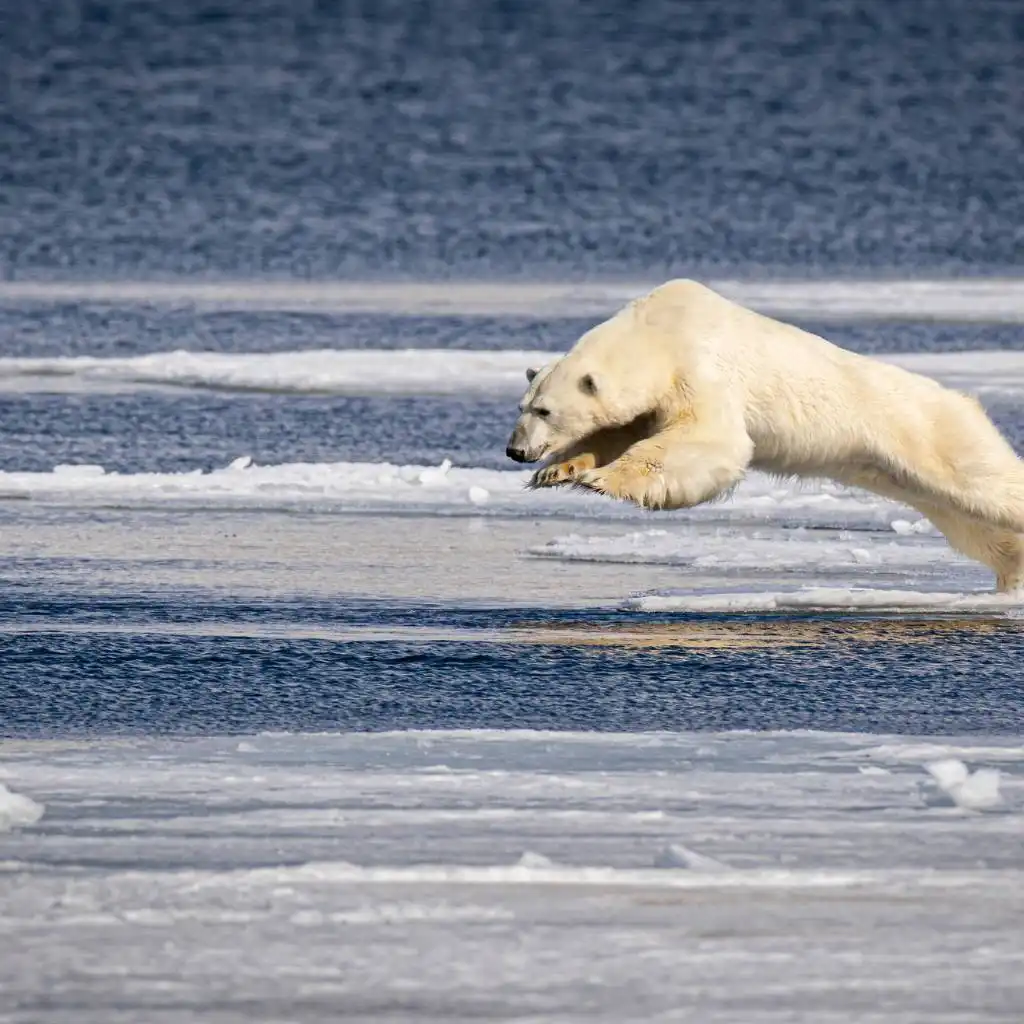 Oso Polar Cazando