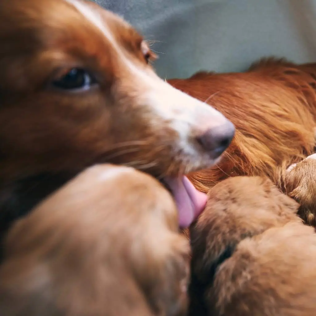 Perra con Cachorros