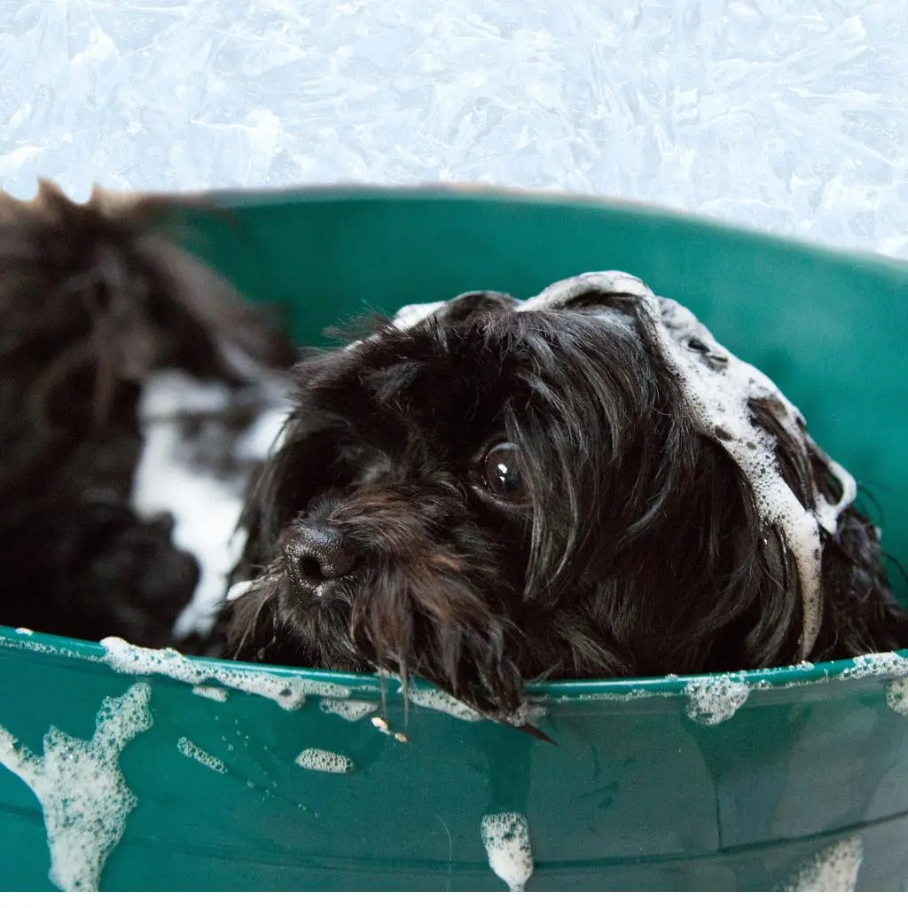 Perro bañandose