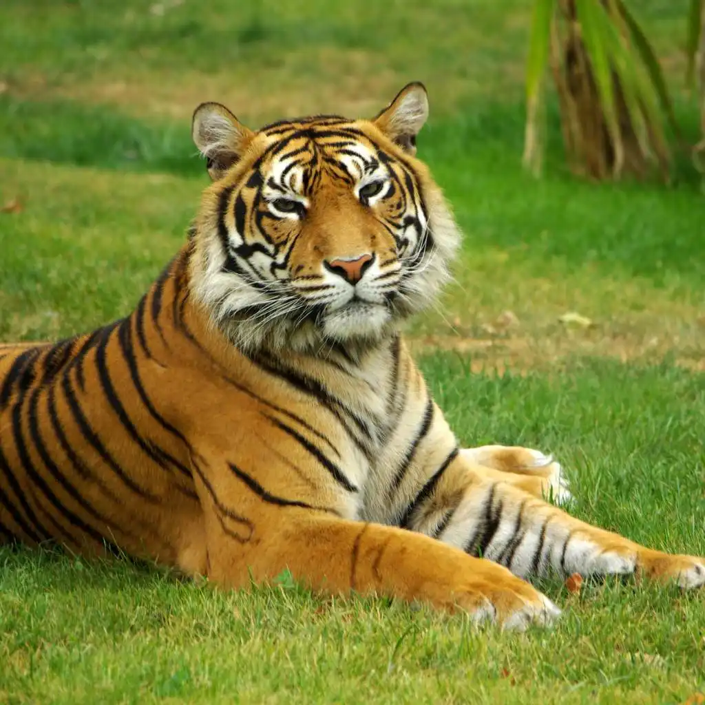 tigre